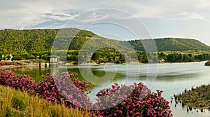 Oleanders in bloom in the Embalse del Mayes in Murcia. Spain