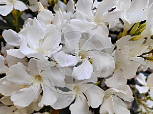 Oleanders flowers. photo