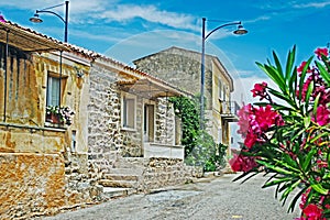 Oleanders in San Pantaleo