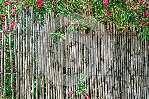 Oleandr around the fence