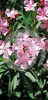 Oleandr pink flowers. Macro