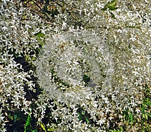 Olearia floribunda