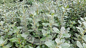 Olearia traversii