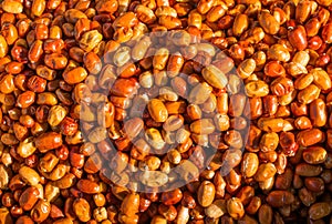 Oleaster, Silver berry or russian olive fruit