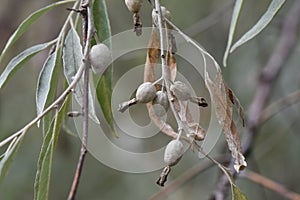 oleaster tree with ripe olives on branch closeup