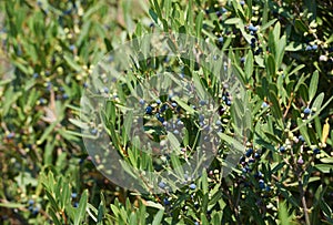 Oleaster - wild olive