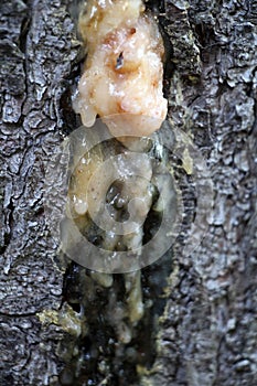 Oleoresin oozes from the trunk of a conifer tree