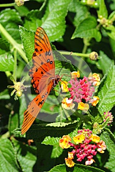 Oleta Orange Butterfly