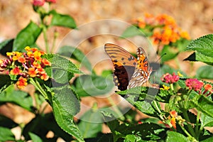 Oleta Orange Butterfly