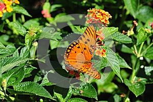 Oleta Orange Butterfly