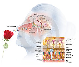 Olfaction, sense of smell, woman with rose, medically 3D illustration