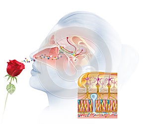 Olfaction, sense of smell, woman with rose, medically llustration photo