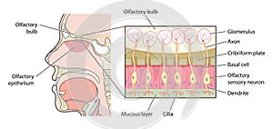 Olfactory bulb detail