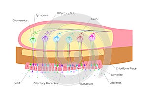 Olfactory bulb organ of smell / nerve cells in nose / vector photo