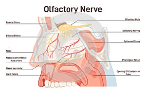 Olfactory nerve anatoy. Human nasal cavity structure. Olfactory bulb