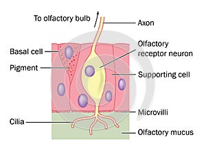 Olfactory nerve cell detail