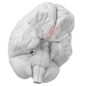 The olfactory nerve photo