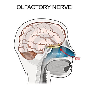 Olfactory nerve. location of the first cranial nerve