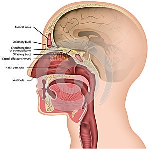 Olfactory nerve medical  illustraton on white background