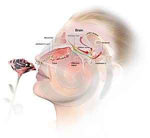 Olfactory sense, labeled, medically 3D illustration