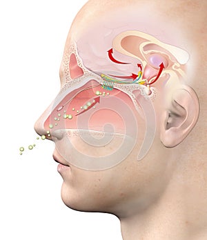 Olfactory sense, medically 3D illustration