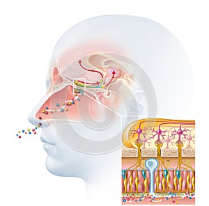 Olfactory sense, sense of smell, detailed illustration of the olfactory region, medically illustration