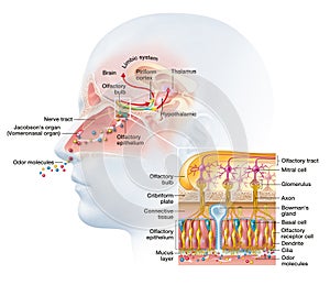 Olfactory sense, sense of smell, detailed illustration of the olfactory region, medically illustration