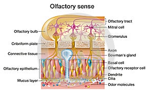 Olfactory sense, sense of smell, woman with rose, detailed illustration of the olfactory region, medically illustration