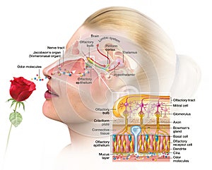 Olfactory sense, sense of smell, woman with rose, detailed illustration of the olfactory region, medically illustration