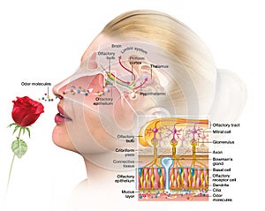 Olfactory sense, sense of smell, woman with rose, medically illustration