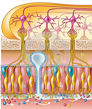 Olfactory sense, sense of smell, medically illustration photo