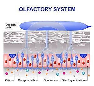 Olfactory system