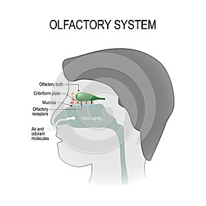 Olfactory system. photo