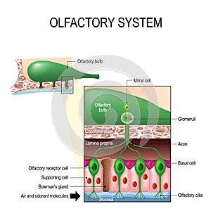 Olfactory system. Sense of smell. Human anatomy