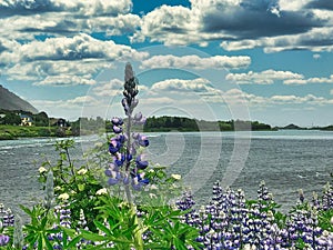 Olfusa river , Selfoss Iceland