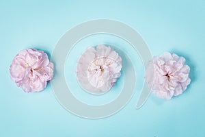 Olia roses, the Provence rose or cabbage rose or Rose de Mai