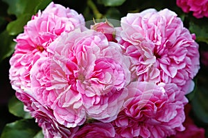 olia roses, the Provence rose or cabbage rose or Rose de Mai closeup