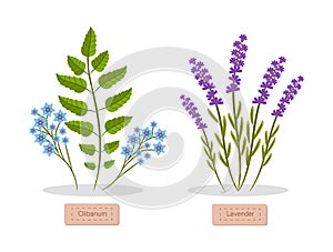 Olibanum and Lavender Set Vector Illustration