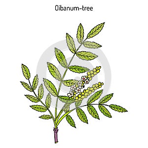Olibanum-tree Boswellia sacra , or frankincens, aromatic tree photo
