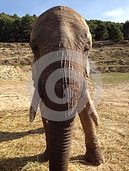 Olifant