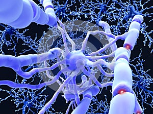 Oligodendrocyte forms insulating myelin sheaths around neuron ax