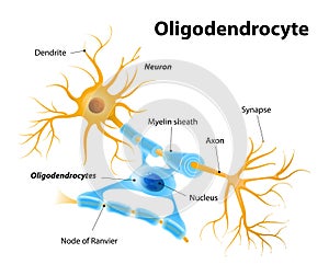 Oligodendrocytes or oligodendroglia