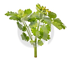 Oligotype genus of dicotyledon plants Celandine Chelidonium isolated