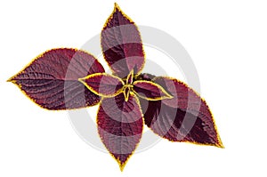 Olin Bright colorful purple Coleus flower  on a white isolated background