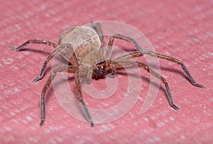 Olios argelasius huntsman spider, posed on a red floor waiting for preys