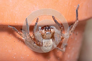 Olios argelasius spider waiting for preys