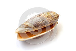 Oliva miniacea shell on white