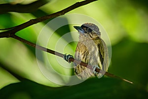 Olivaceous Piculet - Picumnus olivaceus species of bird in family Picidae, very small woodpecker, found in Central and South
