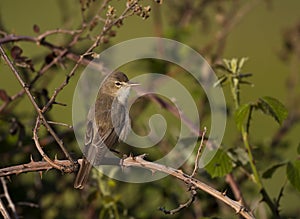 Olivaceous Warbler