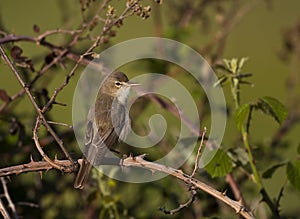 Olivaceous Warbler photo